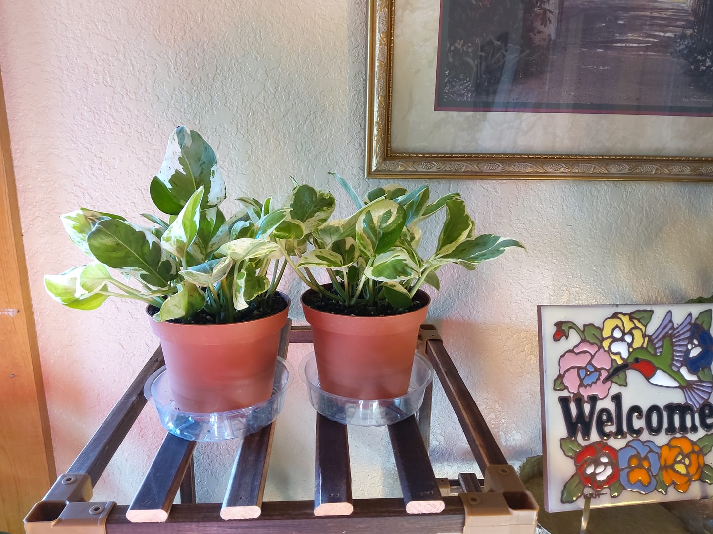 Customer photo review of Pothos Epipremnum aureum 'Pearls and Jade'