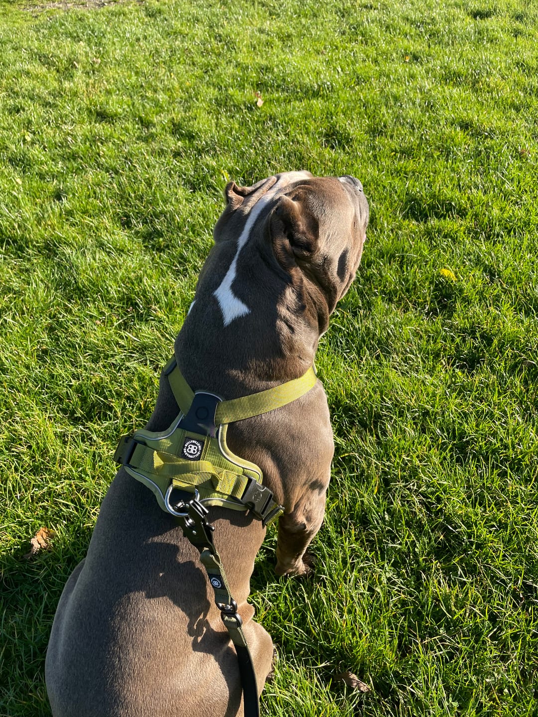Customer photo review of 1.4m Swivel Combat Lead | Neoprene Lined, Secure Rated Clip with Soft Handle - Khaki