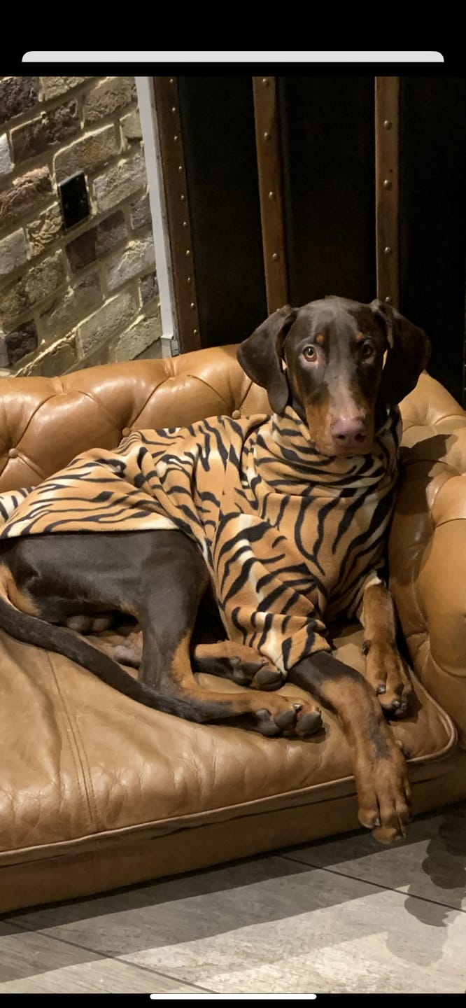 Customer photo review of Tiger Anti Pill Polar Fleece Fabric