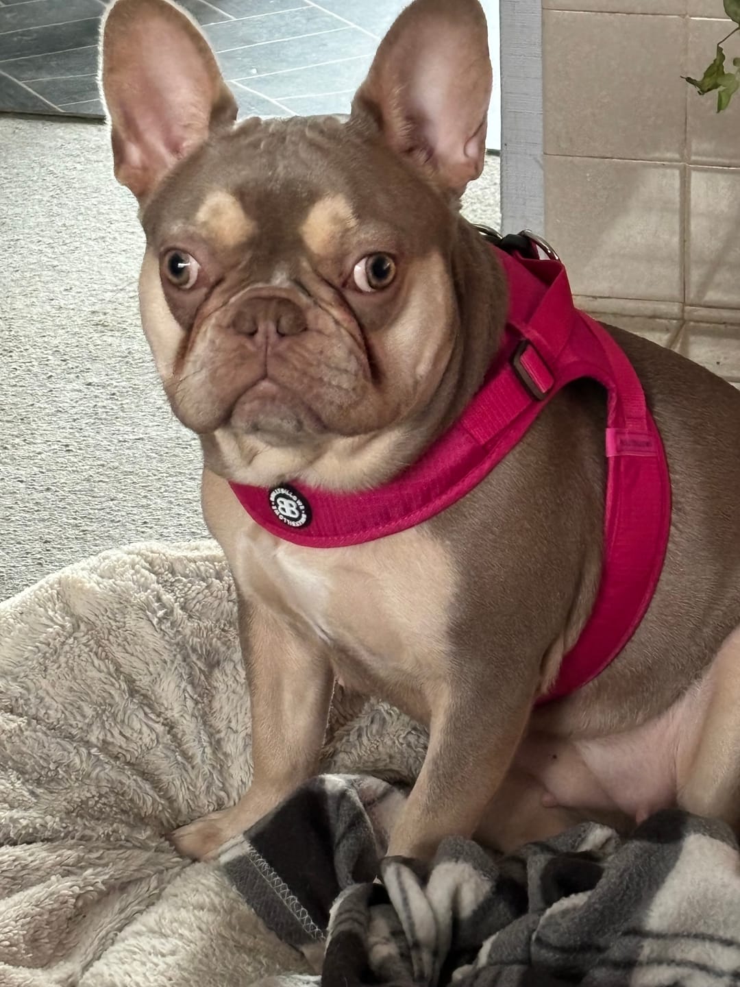 Customer photo review of Boomerang Harness - Non Restrictive, Lightweight, Small - Medium Breeds -  Carminerose