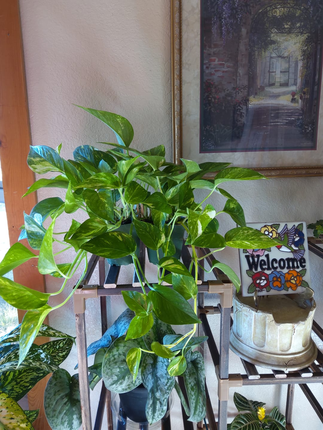 Customer photo review of Pothos Epipremnum aureum 'Golden'