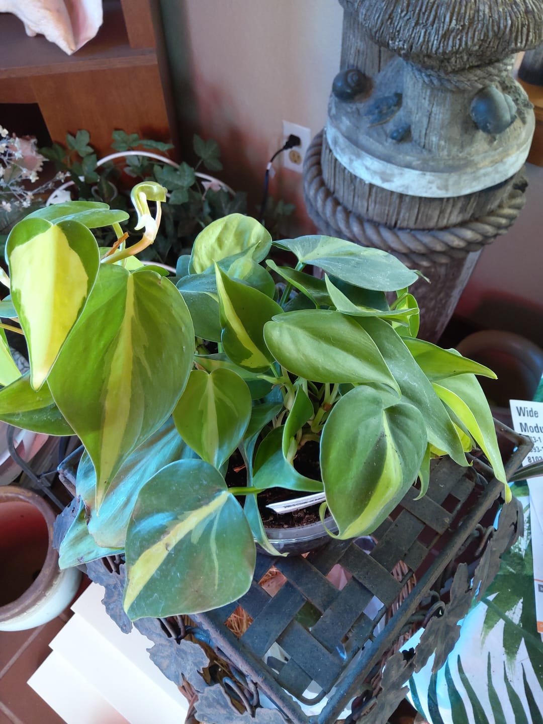 Customer photo review of Philodendron hederaceum 'Brasil'