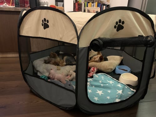 Customer photo review of Hordozható Kutya és Kisállat járóka, Kennel
