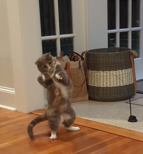 Customer photo review of Interactive Bird Simulation Cat Toy Set