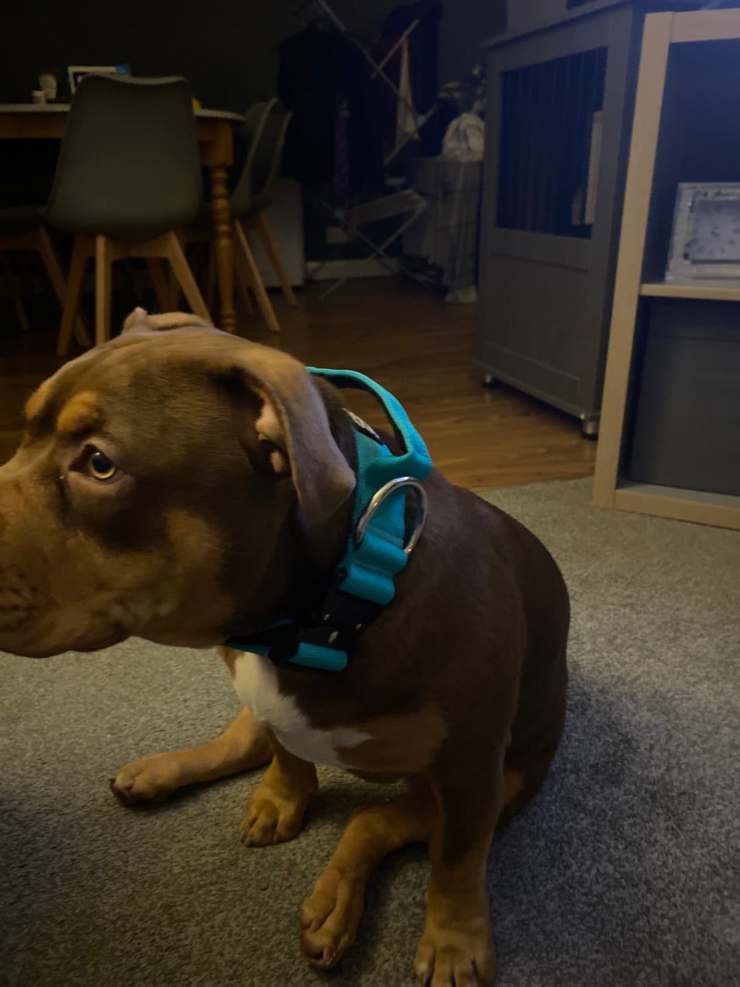 Customer photo review of 5cm Combat® Collar | With Handle & Rated Clip - Turquoise v2.0