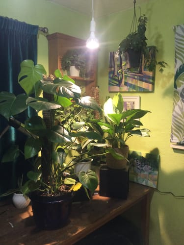 Customer photo review of Pianta Grow Light and Enna Plug-in Ceiling Pendant Bundle