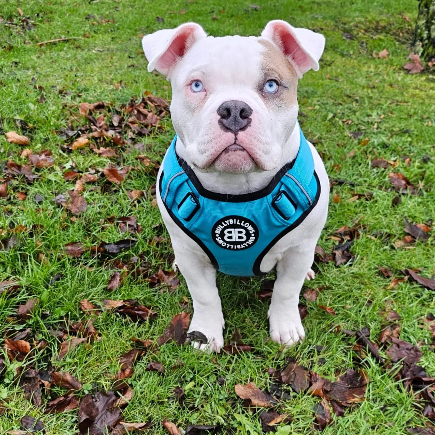 Customer photo review of Premium Comfort Harness | Non Restrictive & Adjustable - Light Blue