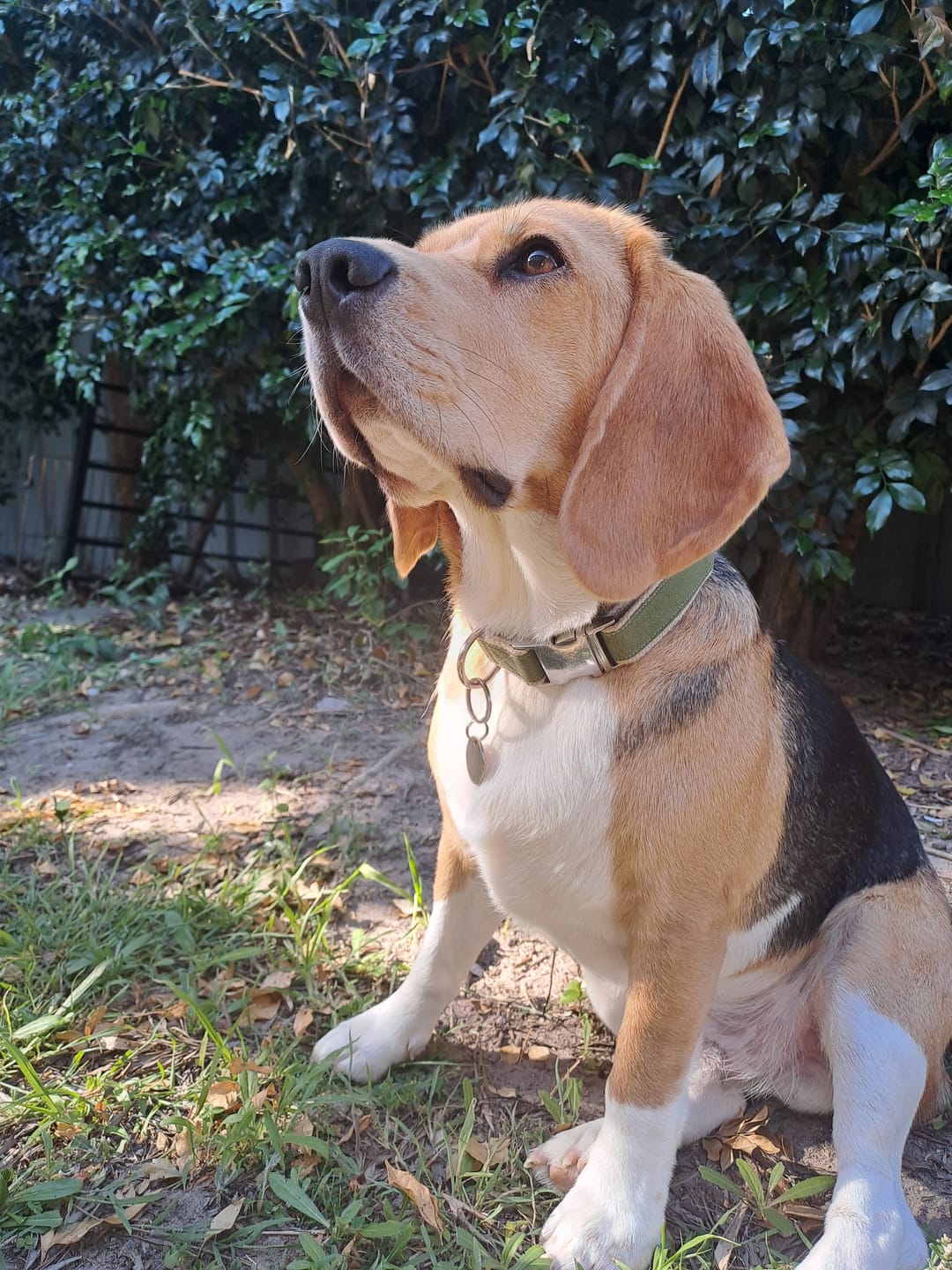 Customer photo review of Hemp & Organic Cotton Dog Collar ~ Olive