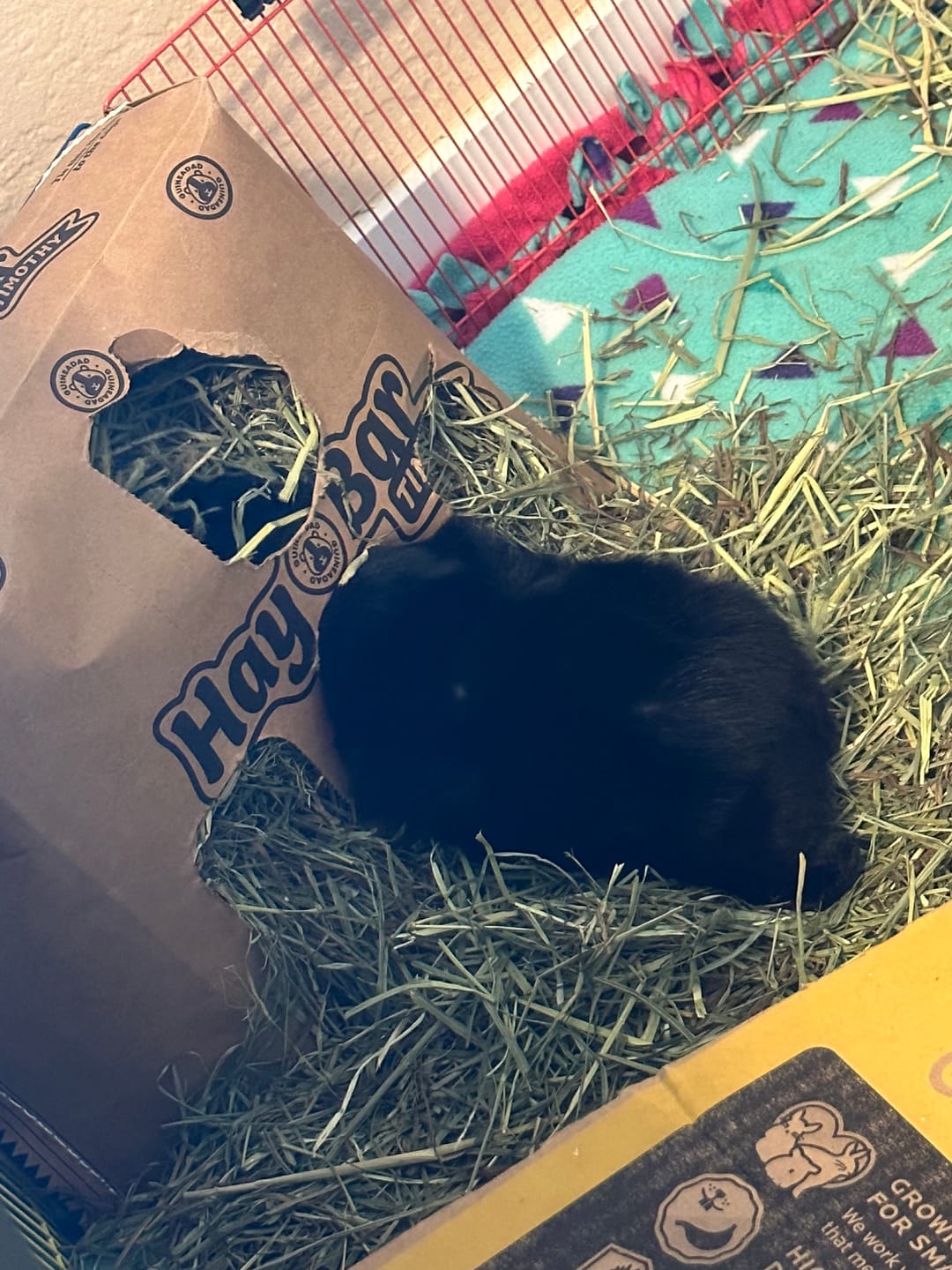 Customer photo review of Timothy Hay Bar for Guinea Pigs (5 Pack)