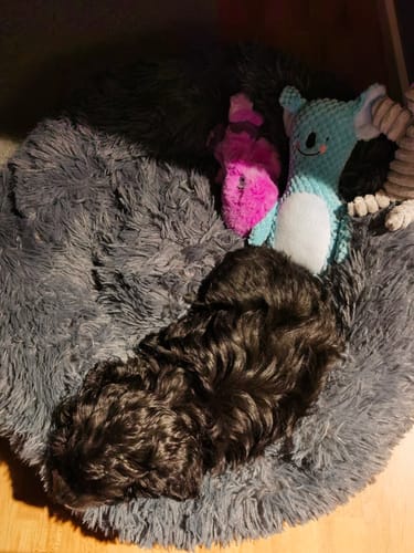 Customer photo review of CalmBed  - Ej avtagbart överdrag - Endast storlek S kvar