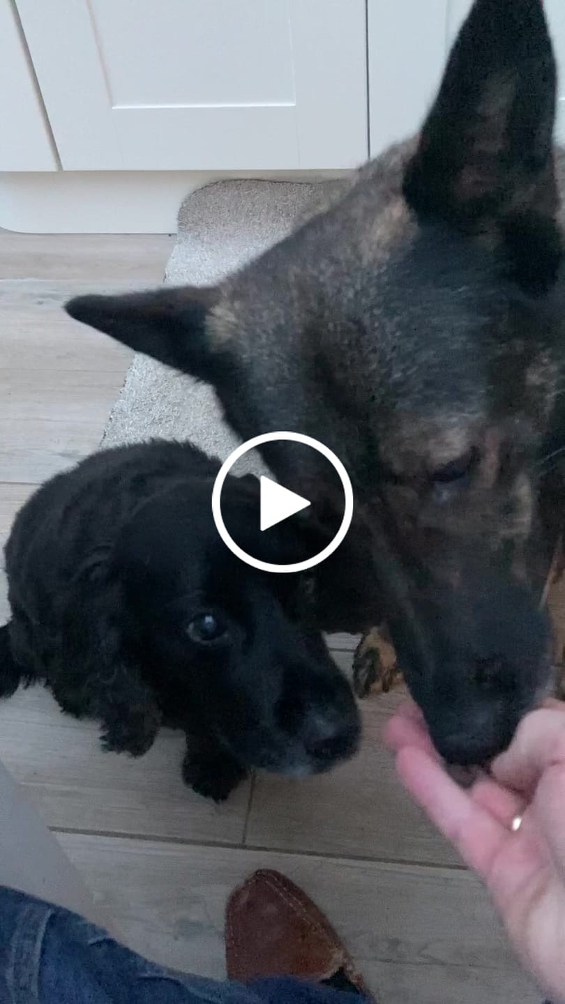 Customer video review of Select Salmon - Dog Treats