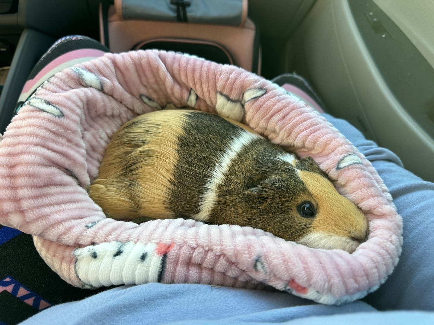 Customer photo review of Piggy Play Package