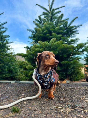 Customer photo review of 4ft Rope Lead - Grey