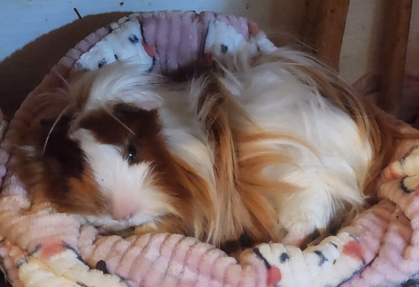 Customer photo review of Piggy Play Package
