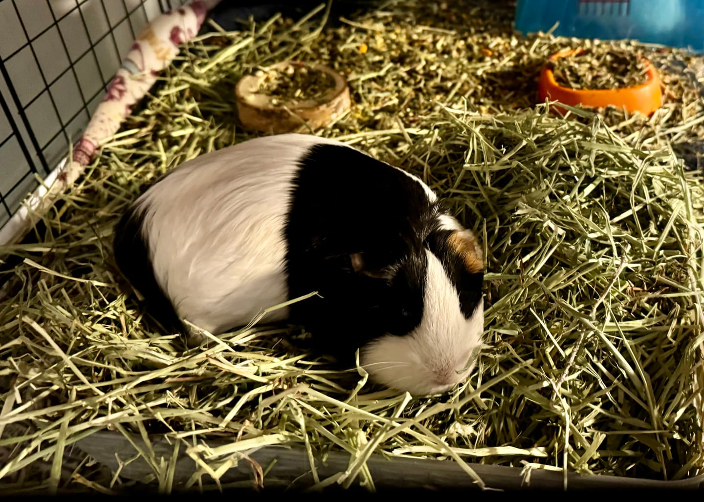 Customer photo review of Timothy Hay Bar for Guinea Pigs (5 Pack)