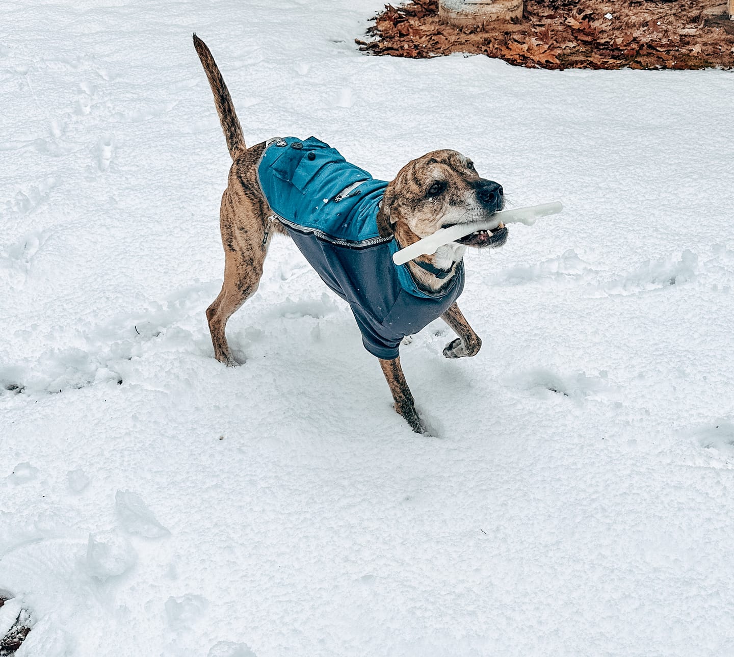 Customer photo review of Fetch & Glow Stick - USA Made