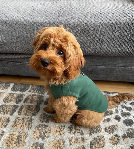 Customer photo review of Fleecepulli Sport