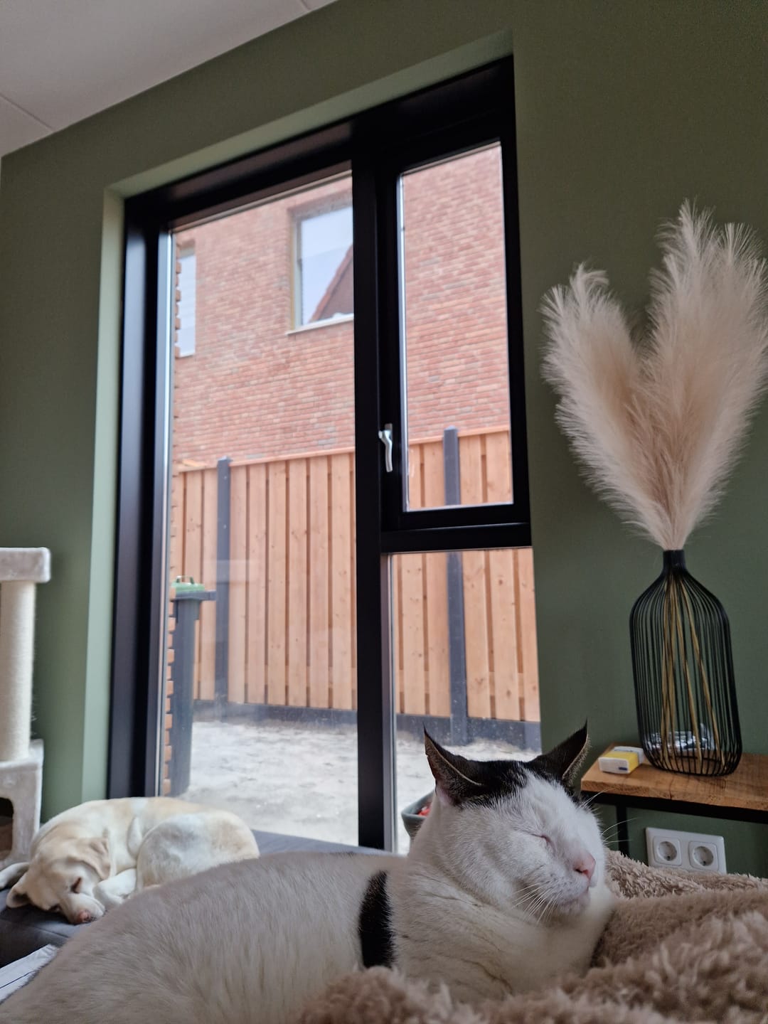 Customer photo review of Pampas 110cm (3 stengels)- Crème