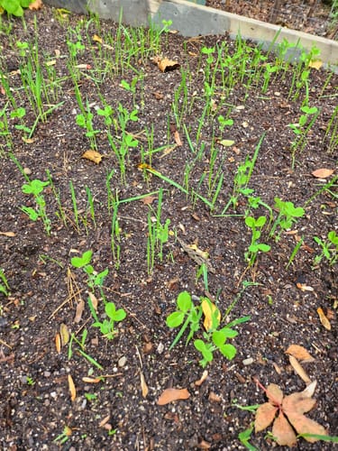 Customer photo review of Soil Builder Peas and Oats Cover Crop Seeds