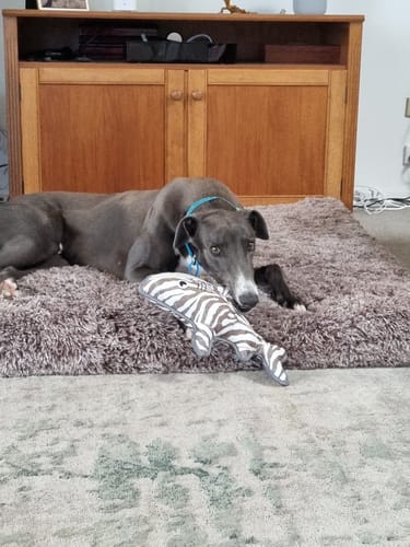 Customer photo review of PaWz SuperMat Calming Bed