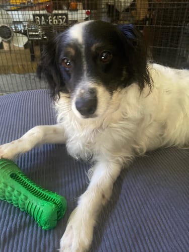 Customer photo review of SALMON & OCEAN FISH - SENSITIVE DOG BLEND 3KG (ADULT)