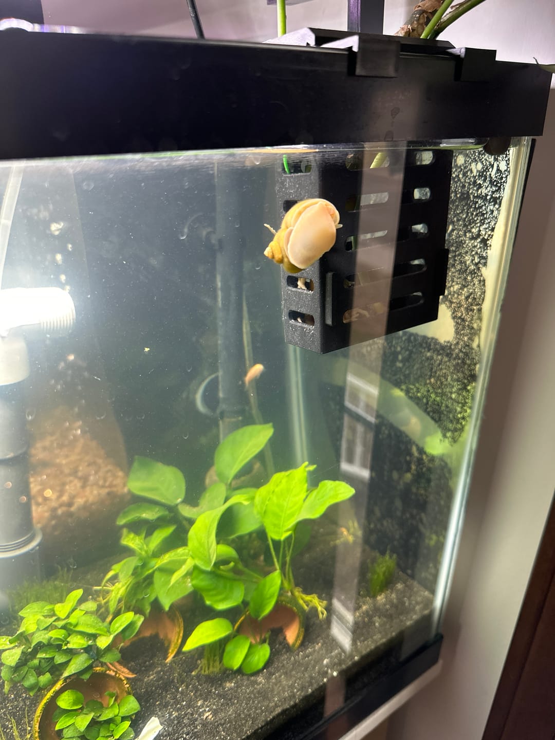 Customer photo review of Mystery Snail Mix (3 pack)