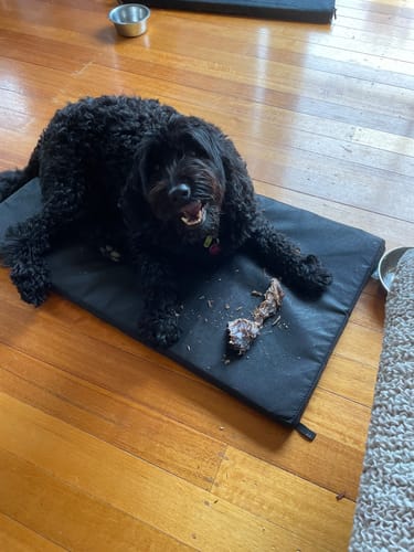 Customer photo review of Roo Lumbar Pieces - Natural Dental Chews!