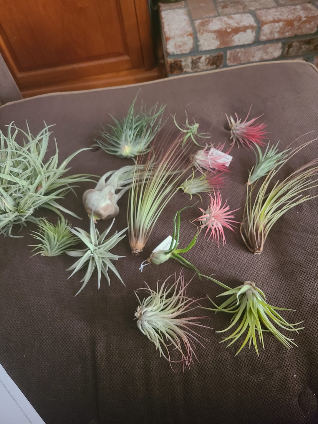 Customer photo review of B Quality Greenhouse Mix 10 Plant Pack