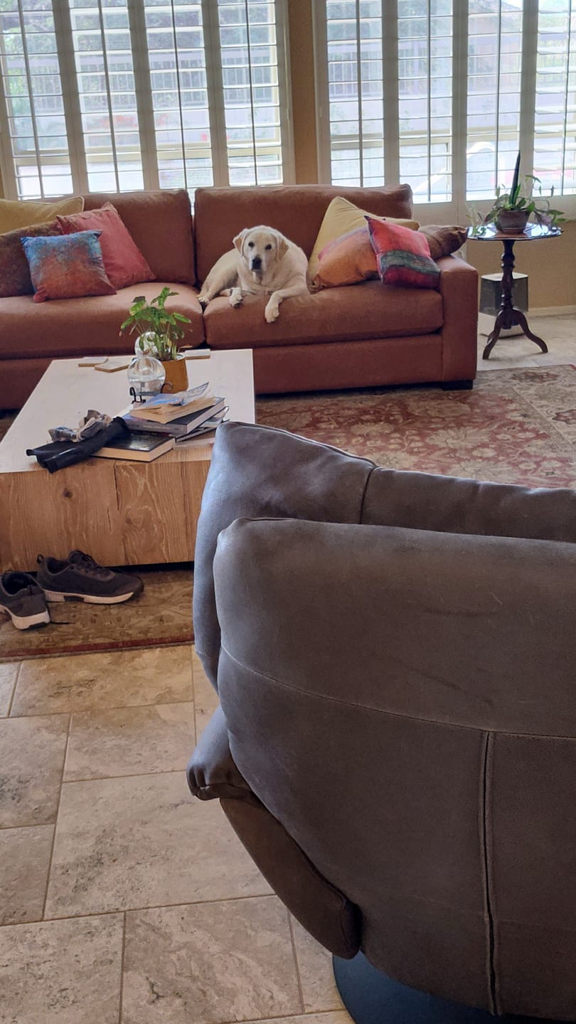 Customer photo review of 12 Inch Standard Braided Bully Stick