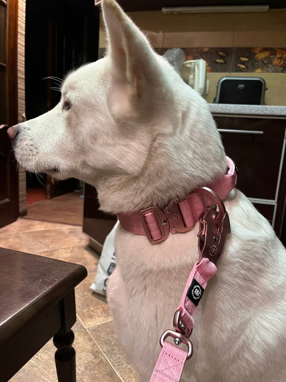 Customer photo review of 1.4m LIGHTER Swivel Combat Lead | Neoprene Lined, Secure Rated Clip with Soft Handle - Pink x Pink