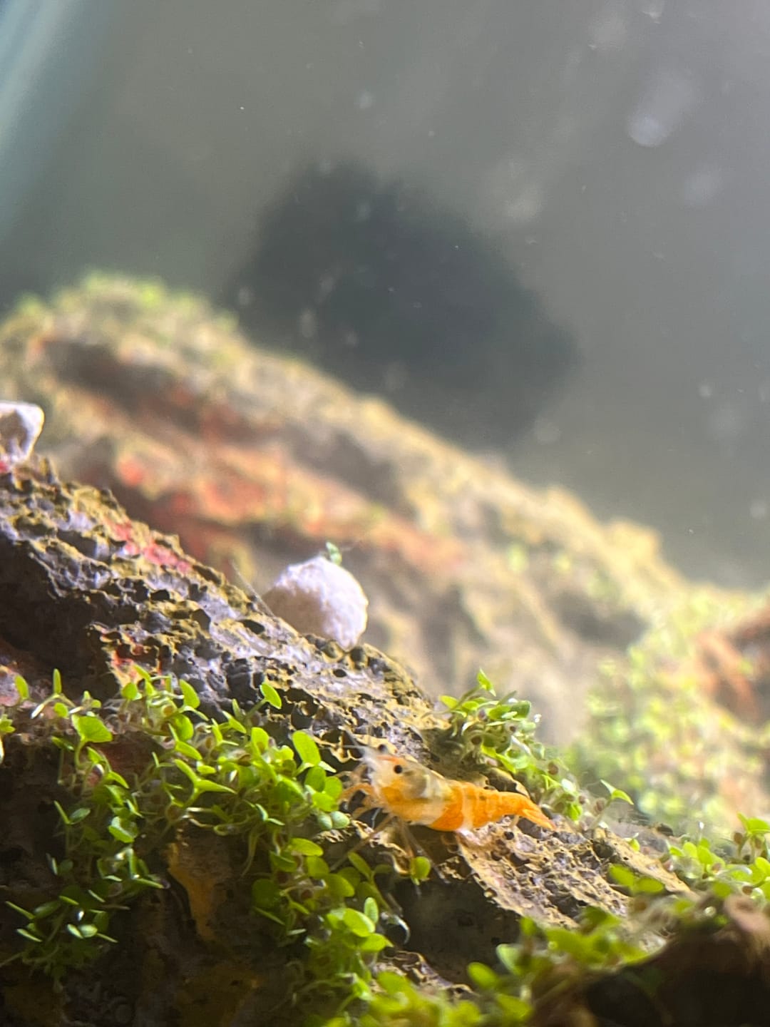 Customer photo review of Snowball Shrimp