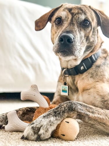 Customer photo review of Knuckleheads 2-in-1 Toy