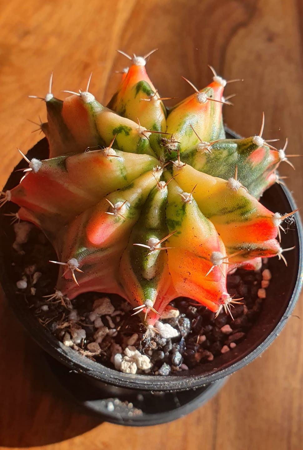 Customer photo review of Gymnocalycium Mihanovichii Variegata (Kaktus)