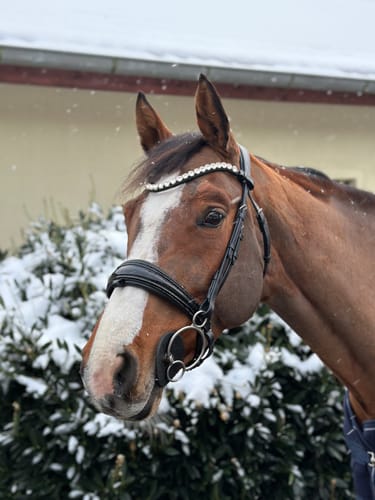 Customer photo review of Exklusive anatomische Trense mit Kroko-Lack und funkelndem Crystal Dust