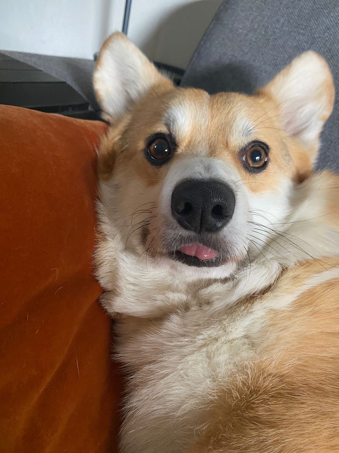 Customer photo review of Tony en Lu Pups | Kleine hondensnacks