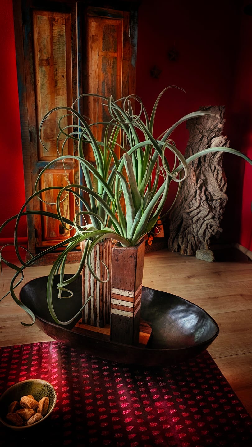Customer photo review of Tillandsia "Curly Slim" - intermedia x streptohphylla