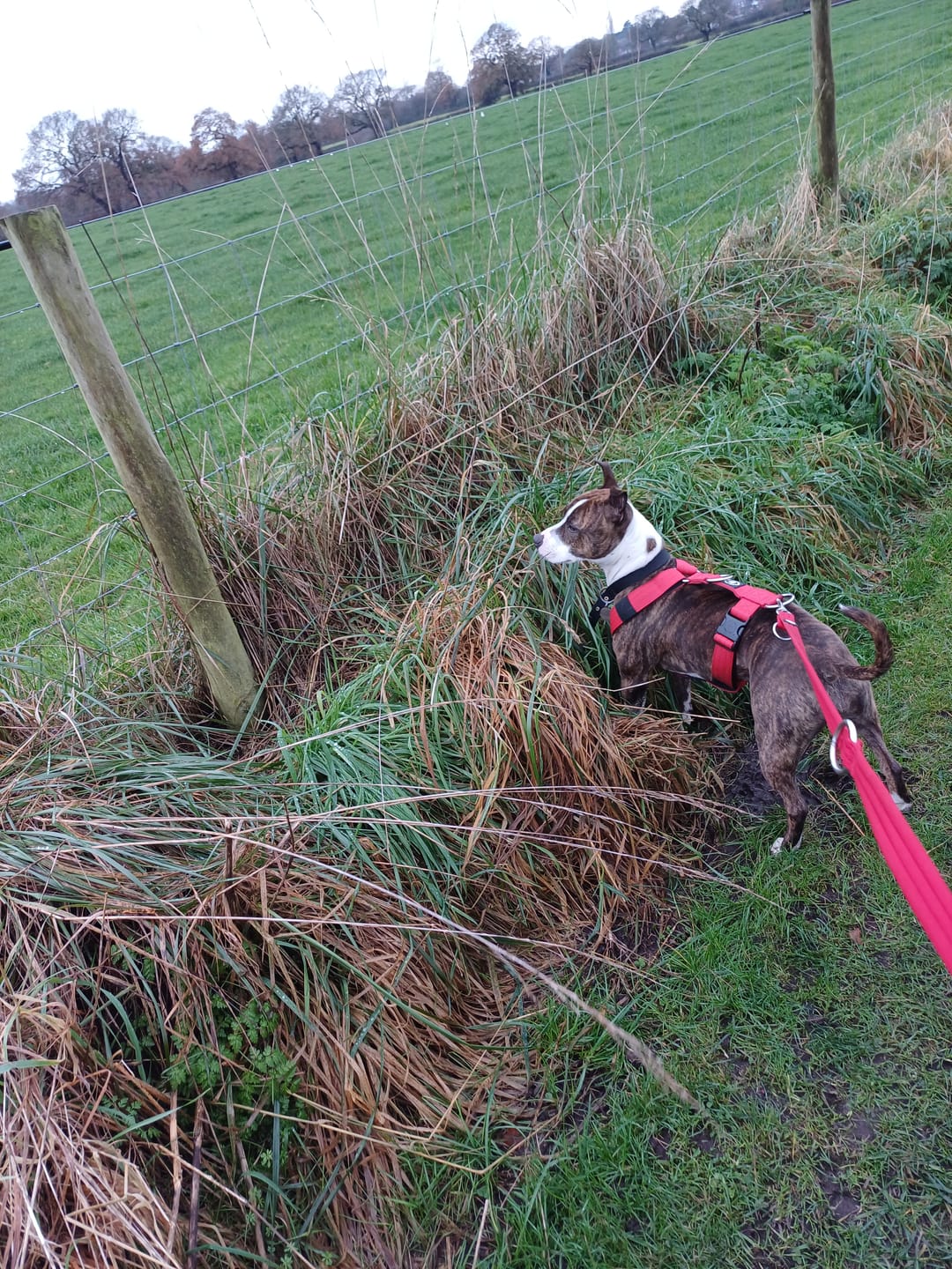 Customer photo review of TRI-Harness® | Anti-Pull, Adjustable & Durable - Dog Trainers Choice - Red v2.0
