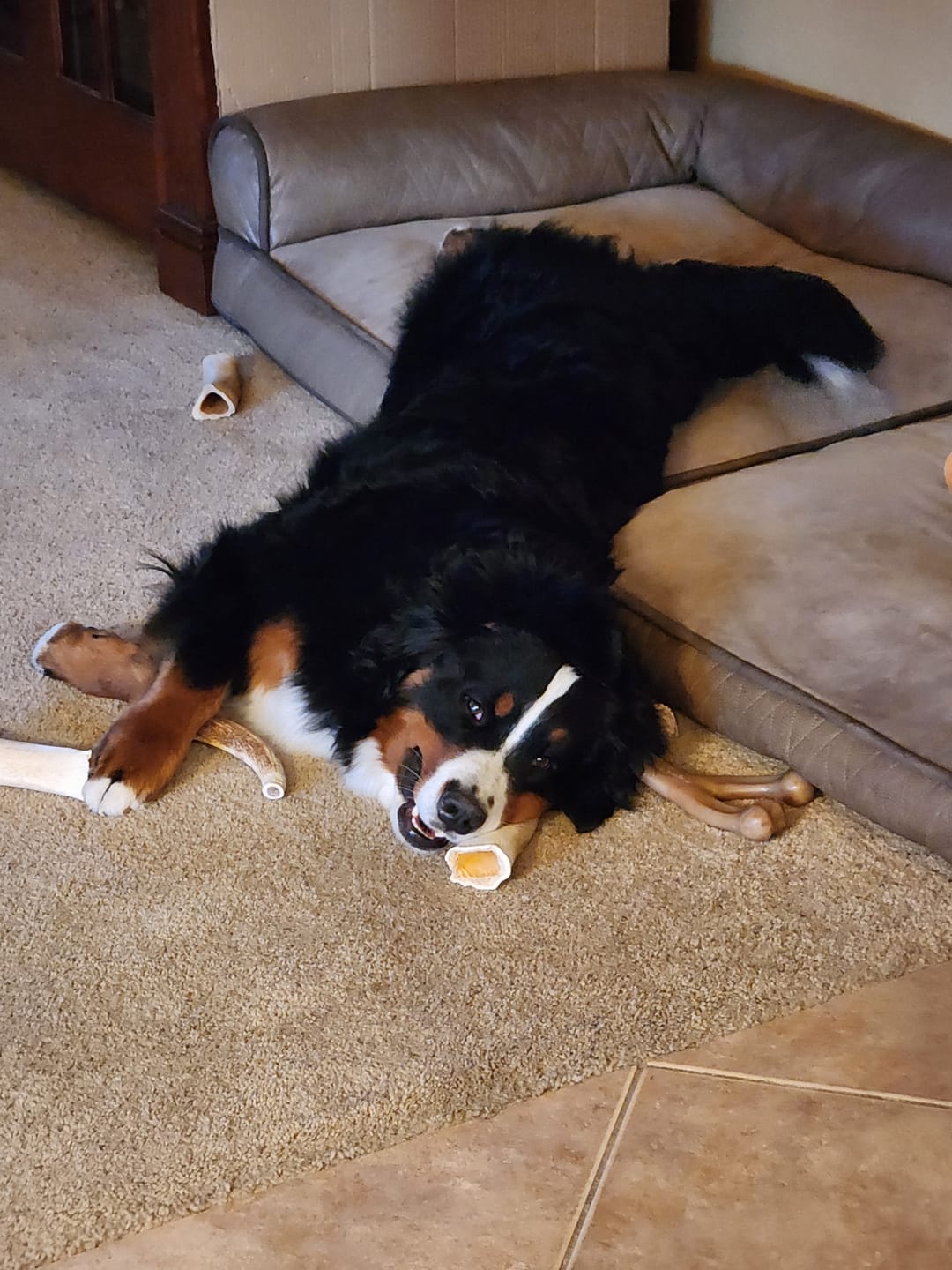 Customer photo review of Extra Large Elk Chew