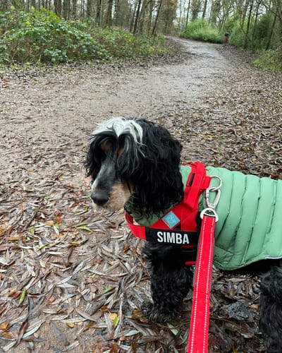 Customer photo review of Dog Lovers Pack | 50% Off