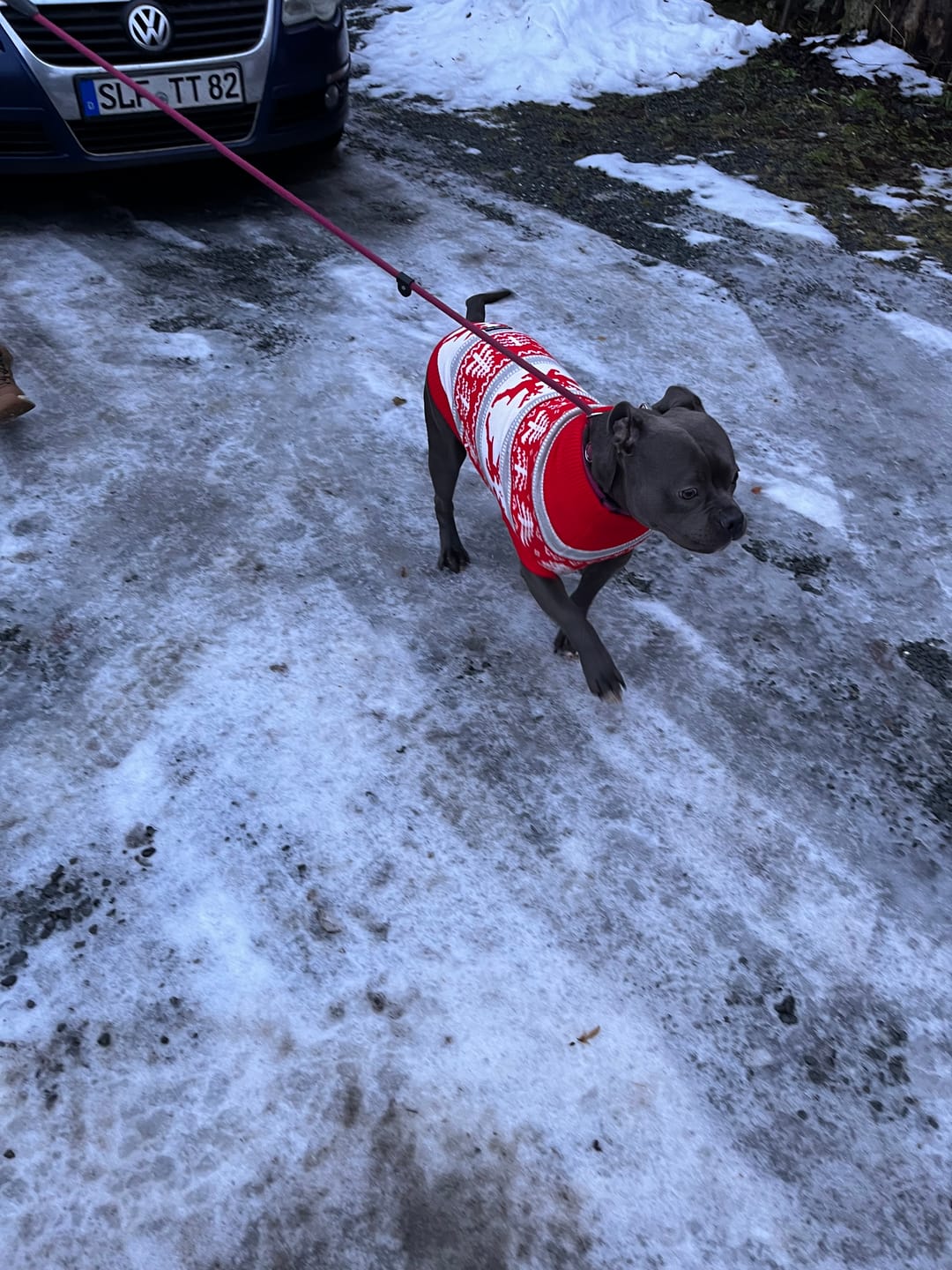 Customer photo review of Winter Wonderland Knit Dog Sweater