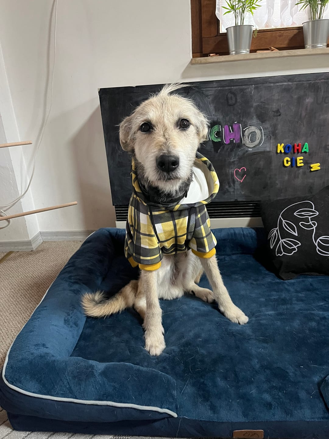 Customer photo review of Yellow Plaid Human Hoodie