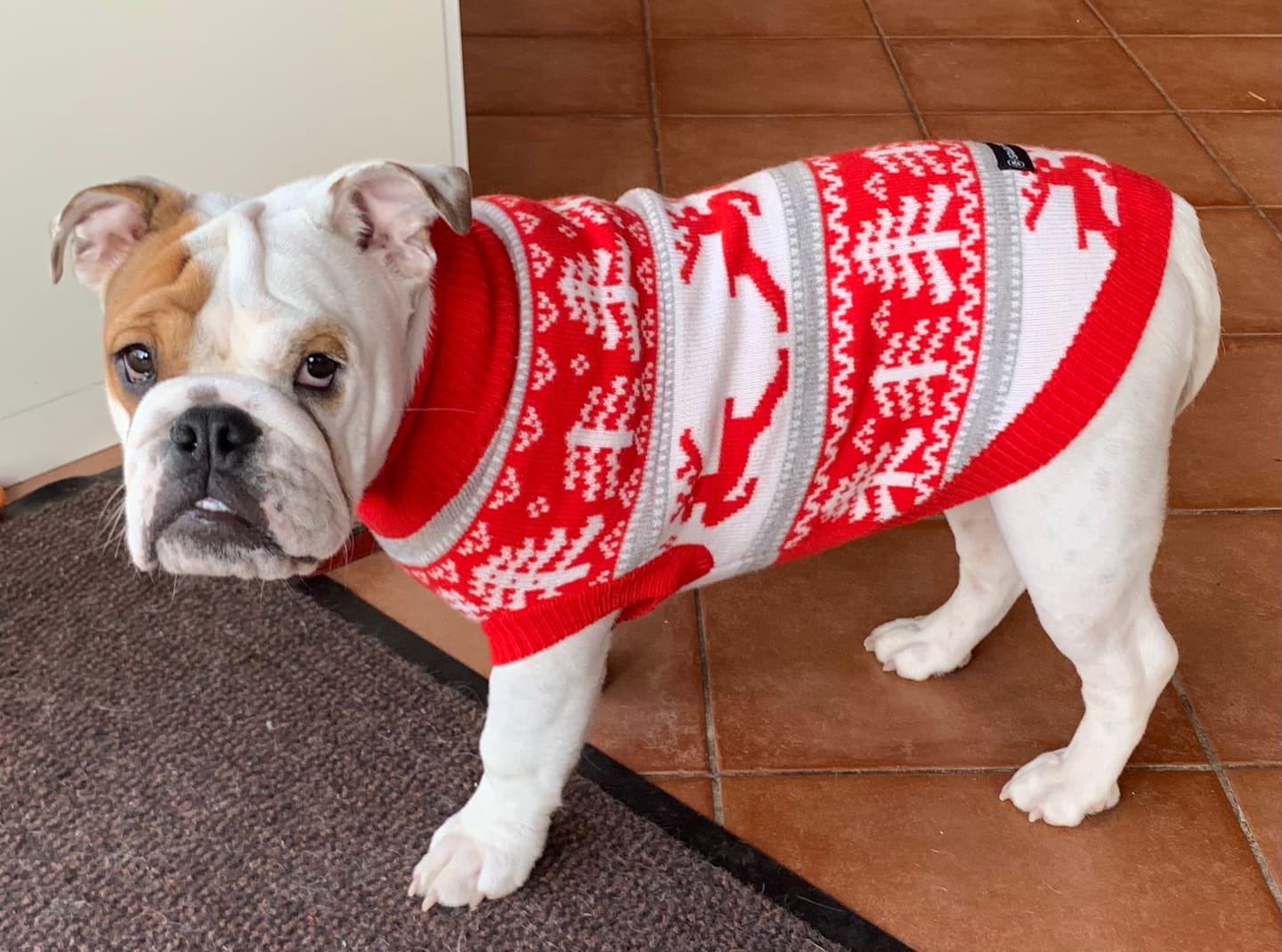 Customer photo review of Winter Wonderland Knit Dog Sweater