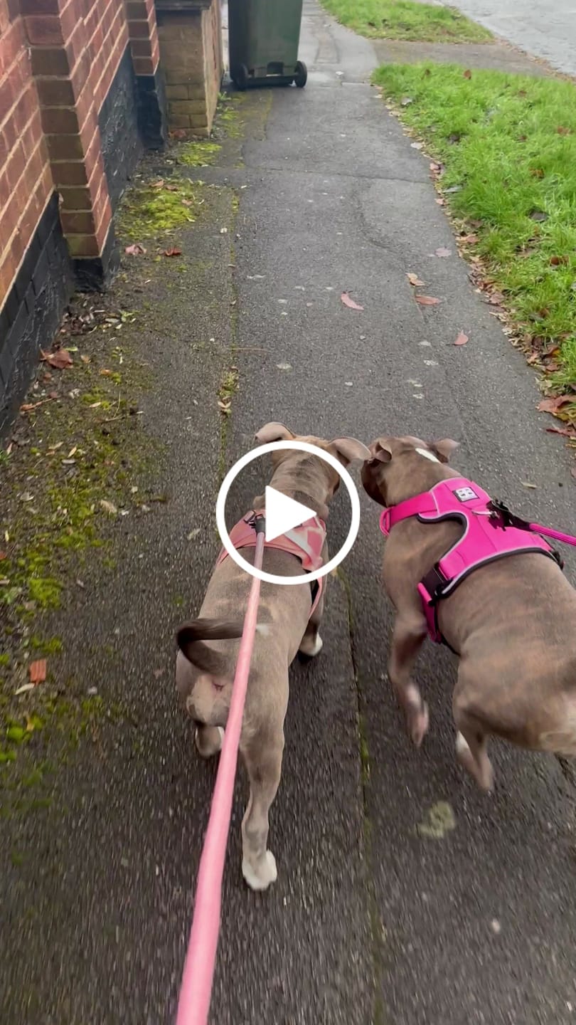 Customer video review of Boomerang Harness - Non Restrictive, Lightweight, Small - Medium Breeds - Pink