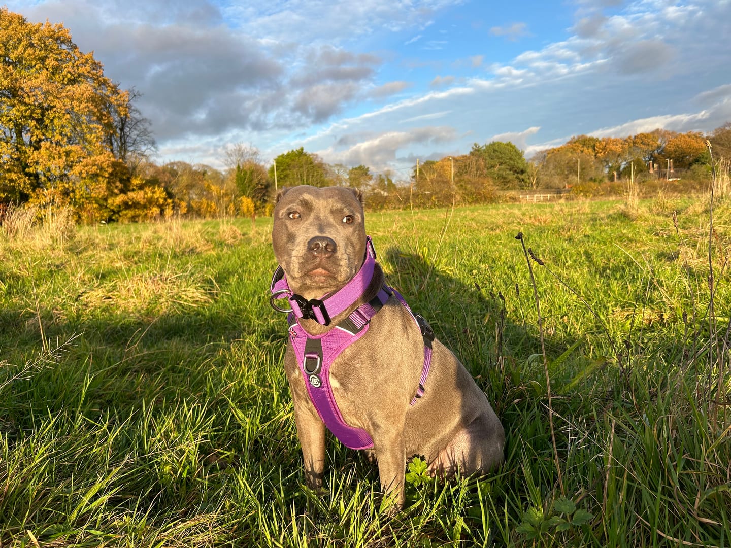 Customer photo review of Hurricane Harness - Non Restrictive, With Handle, Adjustable & Reflective - All Breeds - Purple