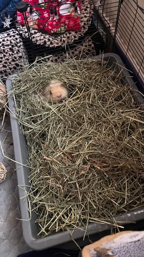 Customer photo review of Timothy Hay Box 'Blend'