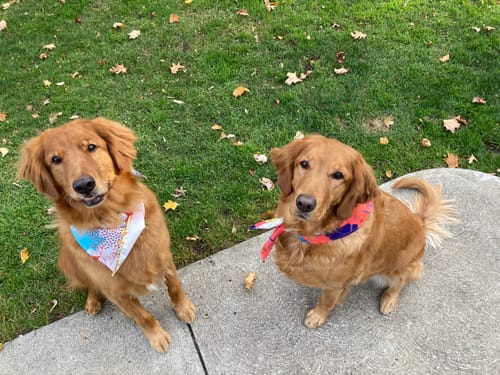 Customer photo review of Sugar Cookie