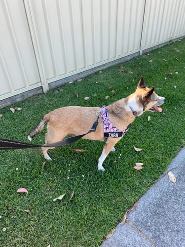 Customer photo review of Dog Harness | 35% Off