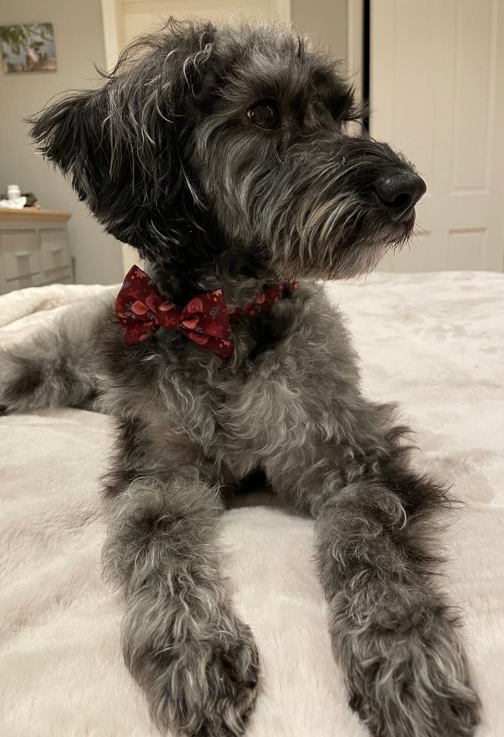 Customer photo review of Collar - Mable's Meadow