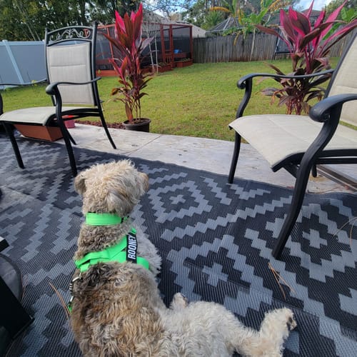 Customer photo review of Dog Lovers Pack | 50% Off
