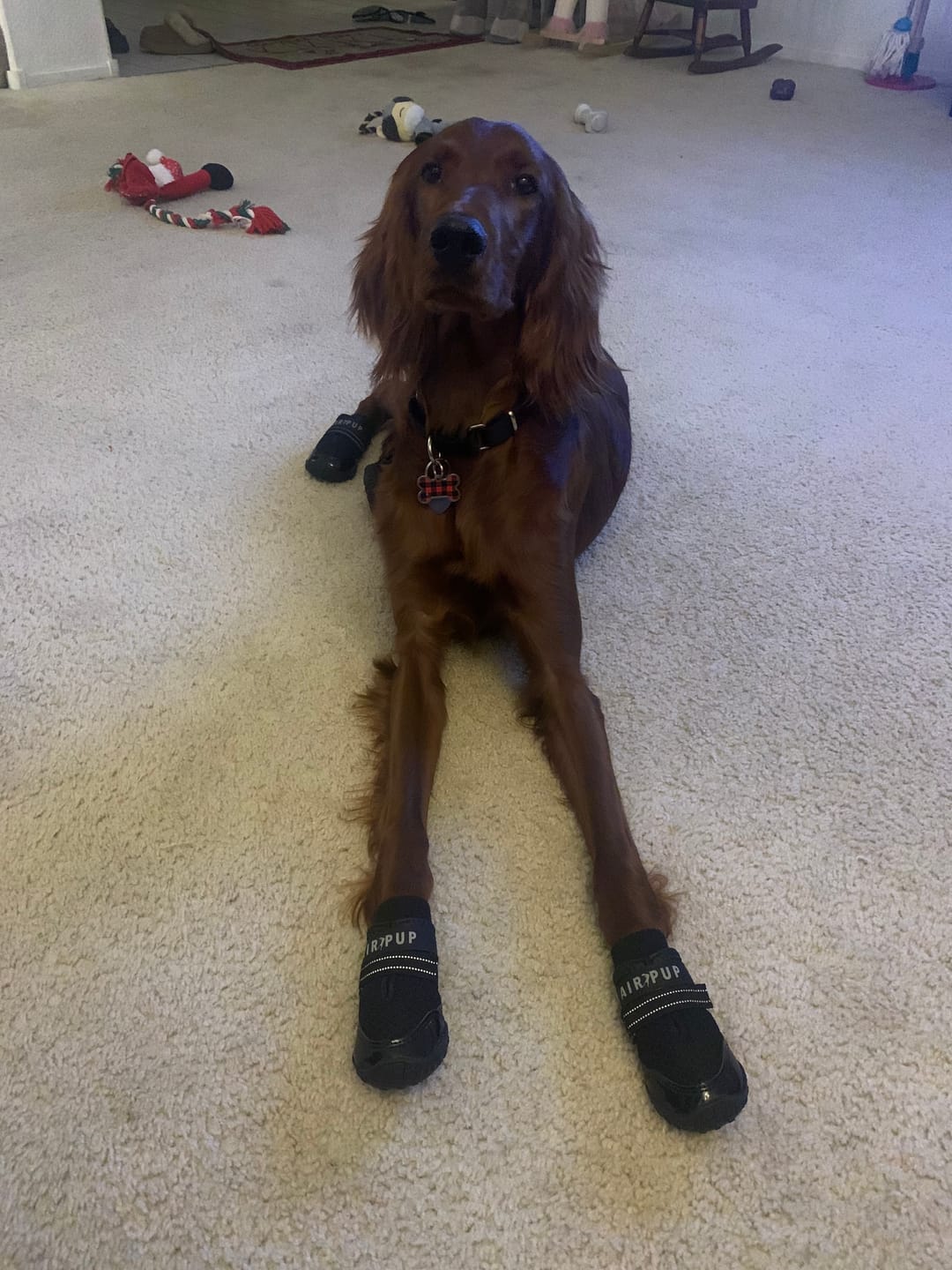 Customer photo review of AIR PUP SOCKS / BOOT LINERS